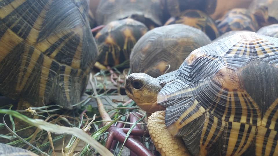 Żólwie promieniste fot. Turtle Survival Alliance