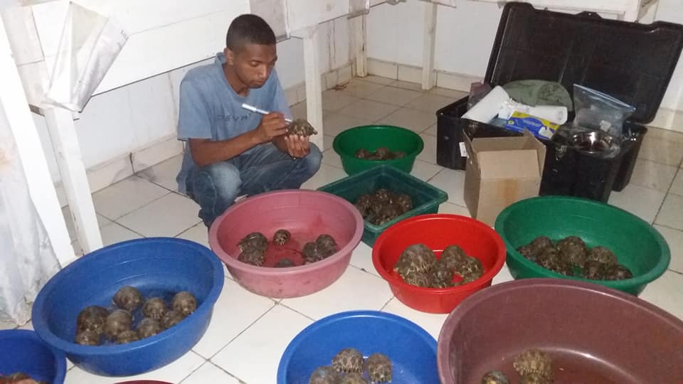 Skonfiskowane żółwie promieniste pod opieką Turtle Survival Alliance fot. Turtle Survival Alliance