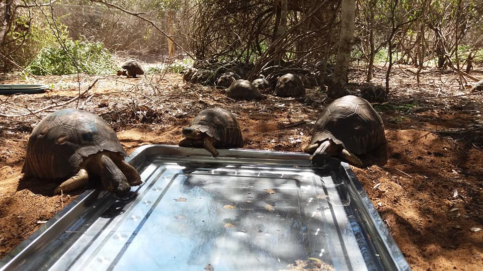 Żółwie promieniste piją wodę fot. Turtle Survival Alliance