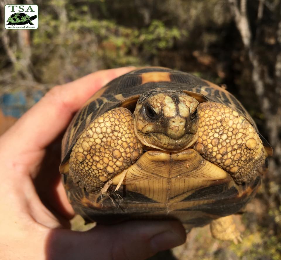 Żółw promienisty. fot. Turtle Survival Alliance